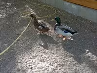 Ducks — photo 3