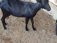 عنزة, Alpine goat — الصورة 4