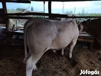 ثور, Charolais cattle — الصورة 1
