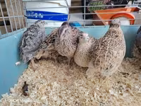 Quails — photo 3