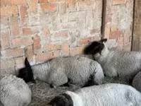 Juh, White Suffolk sheep — 1. fotó