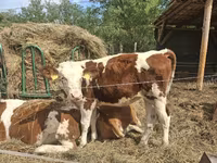 Krowa, Simmental cattle — zdjęcie 4