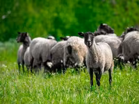 Kos, Romanov sheep — 4. fotó