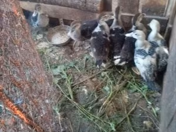 Ducks — 匈牙利