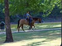 Kanca, Quarter Horse — 8. fotó