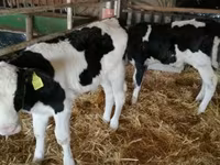 Toro, Russian Black pied cattle — foto 1