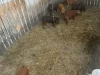 Boar, Мангалица — photo 1