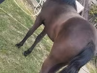 Yegua, Dutch warmblood horse — foto 2