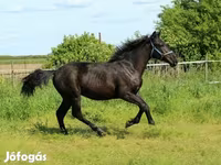 Horse (M), Hungarian horse breed — photo 1