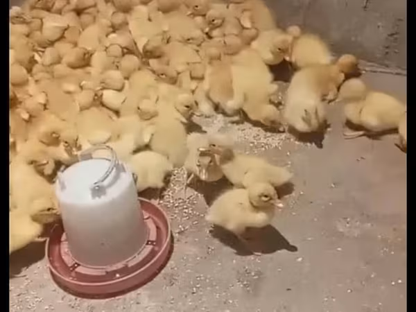 Német Pekin
