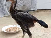 Chickens — الصورة 8