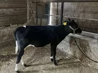 İribuynuzlu mal-qara (partiya, cinsi göstərilməyib), Russian Black pied cattle — foto 7