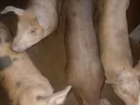 Schweine (Partie, Geschlecht nicht angegeben), Schweine — Foto 2