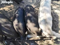 सूअर (लॉट, लिंग निर्दिष्ट नहीं), सूअर — फ़ोटो 1