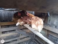 Chickens — photo 1