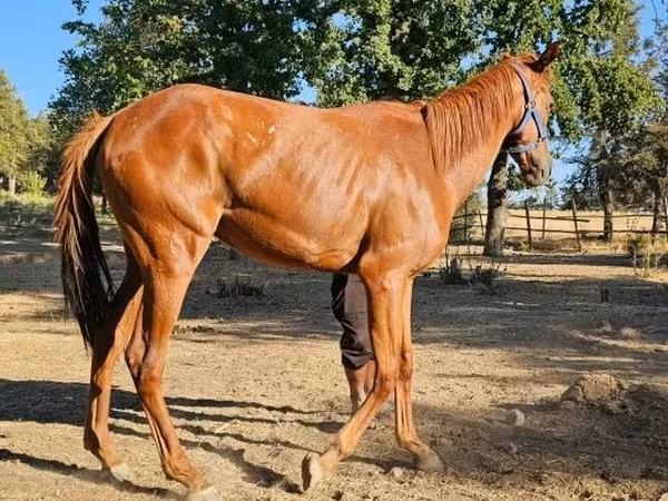 Kanca, Arabian horse