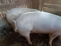 公猪, Pigs — 照片 2