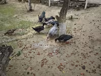 Ducks — 4-сурет