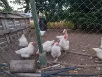 Chickens — foto 1