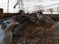 Quails — foto 3