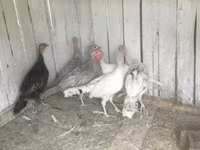 Turkeys — Foto 2
