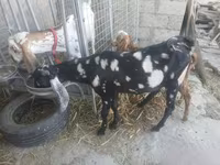 Cabro, Beetal goats — foto 8
