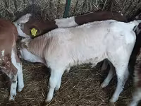 Bika, Simmental cattle — 3. fotó