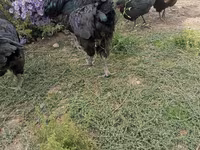 جيرسي جاينت — الصورة 3