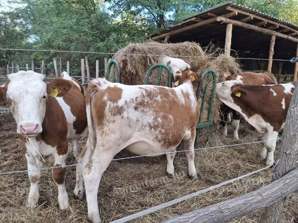 İnək, Simmental cattle