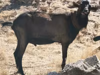 Теке, Alpine goat — 4-сурет
