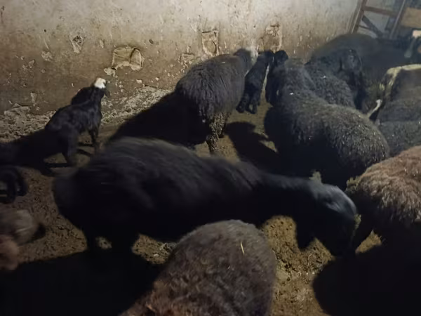 Sheep, Sheep