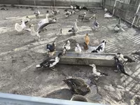 Ducks — foto 3