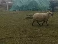Kos, Shroshire sheep — 3. fotó