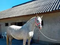 घोड़ा, Lipizzaner — फ़ोटो 3