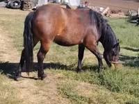 公马, Horses — 照片 4