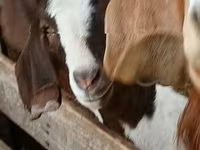 बकरा, Boer goat — फ़ोटो 1