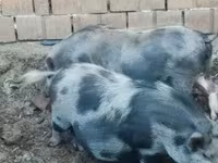 Sow, Pigs — photo 1