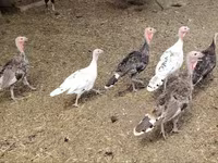 Turkeys — Foto 3
