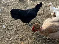 Chickens — फ़ोटो 4