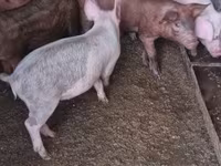 Schweine (Partie, Geschlecht nicht angegeben), Дюрок — Foto 5