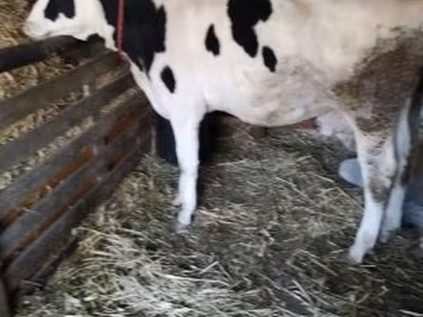 Tehén, Russian Black pied cattle — Magyarország