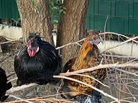 Chickens — फ़ोटो 2