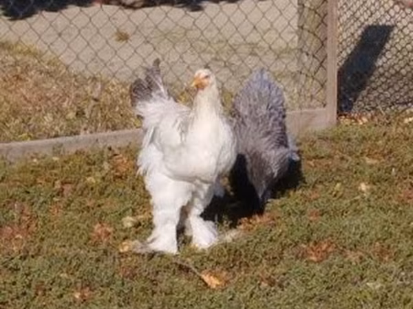 Brahma