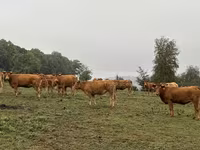 Kuh, Limousin-Kuh — Foto 4