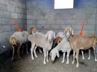 母羊, Katum sheep — 照片 1