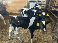 Toro, Russian Black pied cattle — foto 1