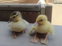 Ducks — 1. fotó