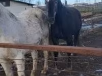 公马, Lipizzaner — 照片 2