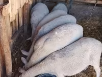 Juh, Merino sheep — 2. fotó