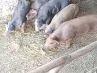 Sow, Pigs — photo 1